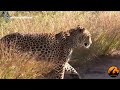 leopard