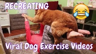 Recreating Cute Dog Exercising Videos!