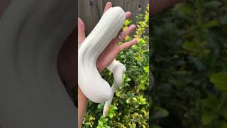 Albino Pied Girl Almost Ready For The New Season