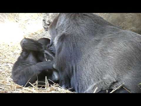 2010年12月23日の上野動物園のゴリラの赤ちゃんコモモ。Cute baby gorilla．