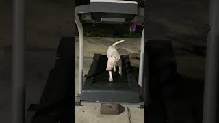 Bull Terrier