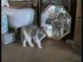 動物おもしろムービー*ネコハプニング集