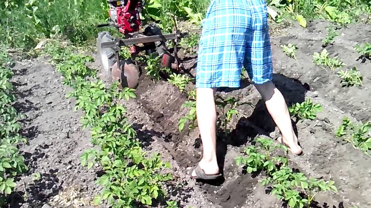 Характеристика и описание лучших сортов красной смородины Как посадить жимолость весной саженцами: пошаговая инструкция