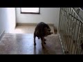 Holly cagnolino eccitato