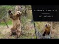 Pole dancing bears - Planet Earth II: Mountains Preview - BBC One
