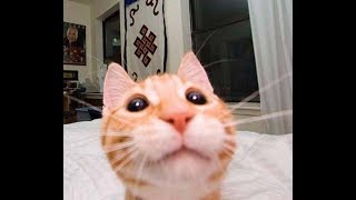 Приколы С Котами - Смешные Коты И Кошки 2018 | Подборка Видео С Милыми Котиками