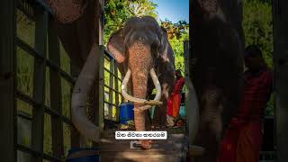 Katharagama Wasana...