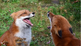 Вы слышали, как смеются лисы?