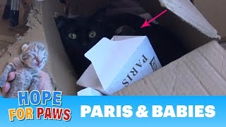 Little tiger kittens born in a box and needed our help. They are now ready for adoption!!!
