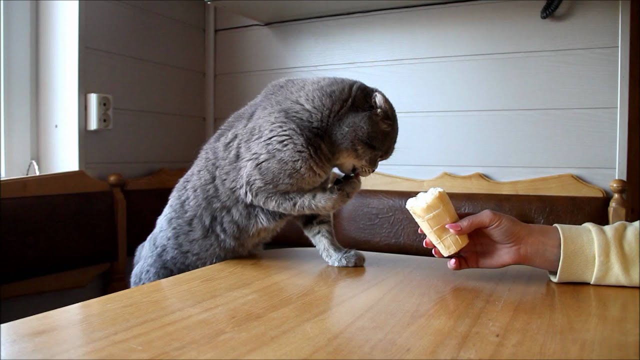 Funny Scottish Fold cat is eating cheese and ice cream with paws 