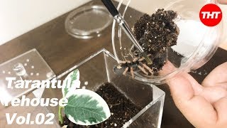 Tarantula Rehousevol.02 C.batae