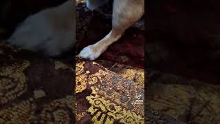 Fart Dance