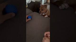 Staffie Joue Avec Les Enfants