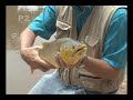PESCA CURIMBA NO RIO MOGI GUAÇÚ parte 1