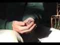 Peter & Peeps -- Rescued Baby Hummingbird Fed in Hand by Mother