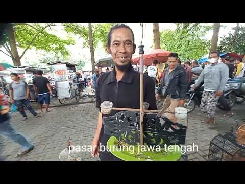pasar burung tradisonal jawa harga burung murah se indonesia cek harga termurah