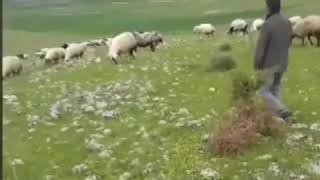 Burhan Koç Le Van Roja