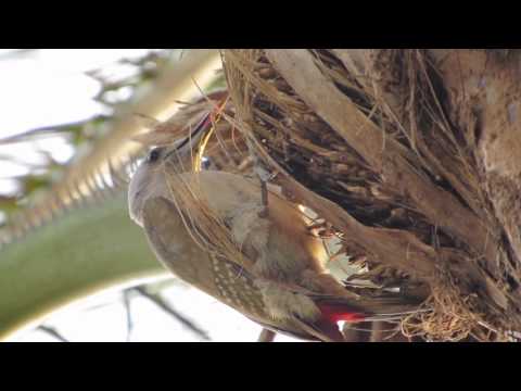 Header of African Grey Woodpecker