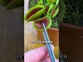 Cutting a Venus Flytrap