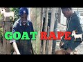 Goat Rape 🐐 [hotspot comedy ]
