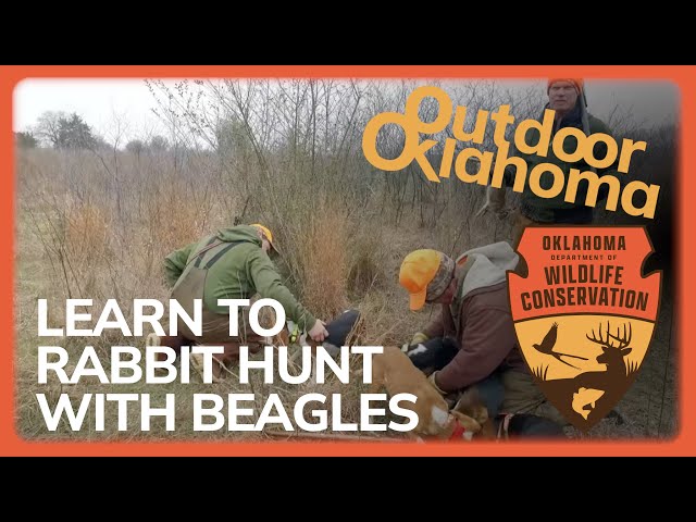 Watch Learn how to rabbit hunt with beagles on YouTube.