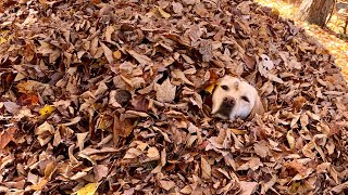Best Of Stella Leaf Jumps Volume 2