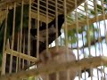 image Burung Kenari Juara Burung Kenari Juara Super Gacor Ajaib Aneh Tapi Nyata