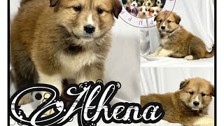 Great Pyrenees Collie Mix Puppies