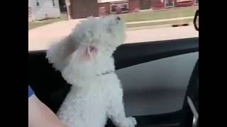 Funny Dog