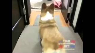 Bailando La Chapa Que Vibra