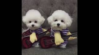 Funny Cats and Dogs Video