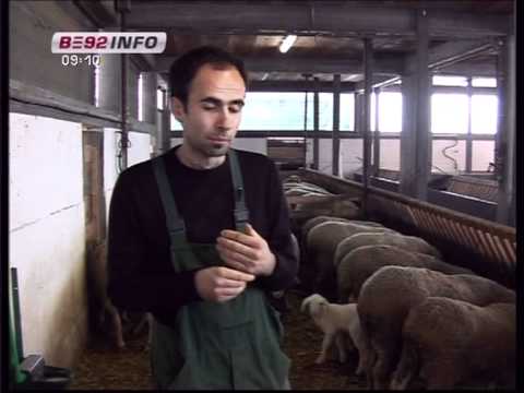 Farme+Ovaca+U+Srbiji farma priplodnih ovaca MILJKOVIC 07:32 Mins | Visto 25819 veces ...