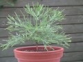 gigantea