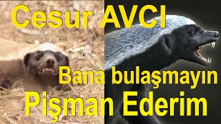 Bal Porsuğu Korkusuz Hayvan Hayvanların En Cesuru Honey Badger