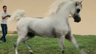 When Arabian Stallions Show Themselves.