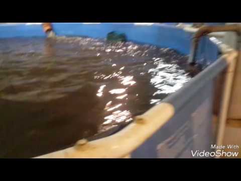 Разведение в домашних условиях сомов 776