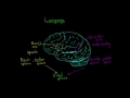 Language and the brain: Aphasia and split-brain patients