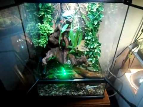 blue dumpy tree frog terrarium completed - YouTube