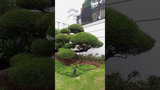 Bonsai#Shorts #Short #Shortvideo #Bonsai