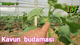 137 Kavun Budama İpe Alma İpe Sarma Koltuk Budama. Kavun Ve Salatalık Budama Kavun Yetiştiriciliği