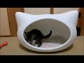 ネコ型ベッドと子猫のミルキー　Kitten and Cat type bed
