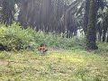 image Pikat Ayam Hutan White Horse 02 6
