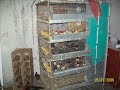 Game Farm
