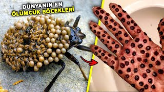Asla Elleme..!! Dünyanın EN TEHLİKELİ Böcekleri - Görürsen Oradan Hemen Kaç