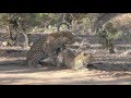 Leopards Mating at Mala Mala