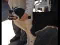 pastore 動画6b