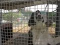 pastore 動画6c