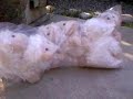 MY LOT OF 6 LAMBS CAME IN!!!!!!!