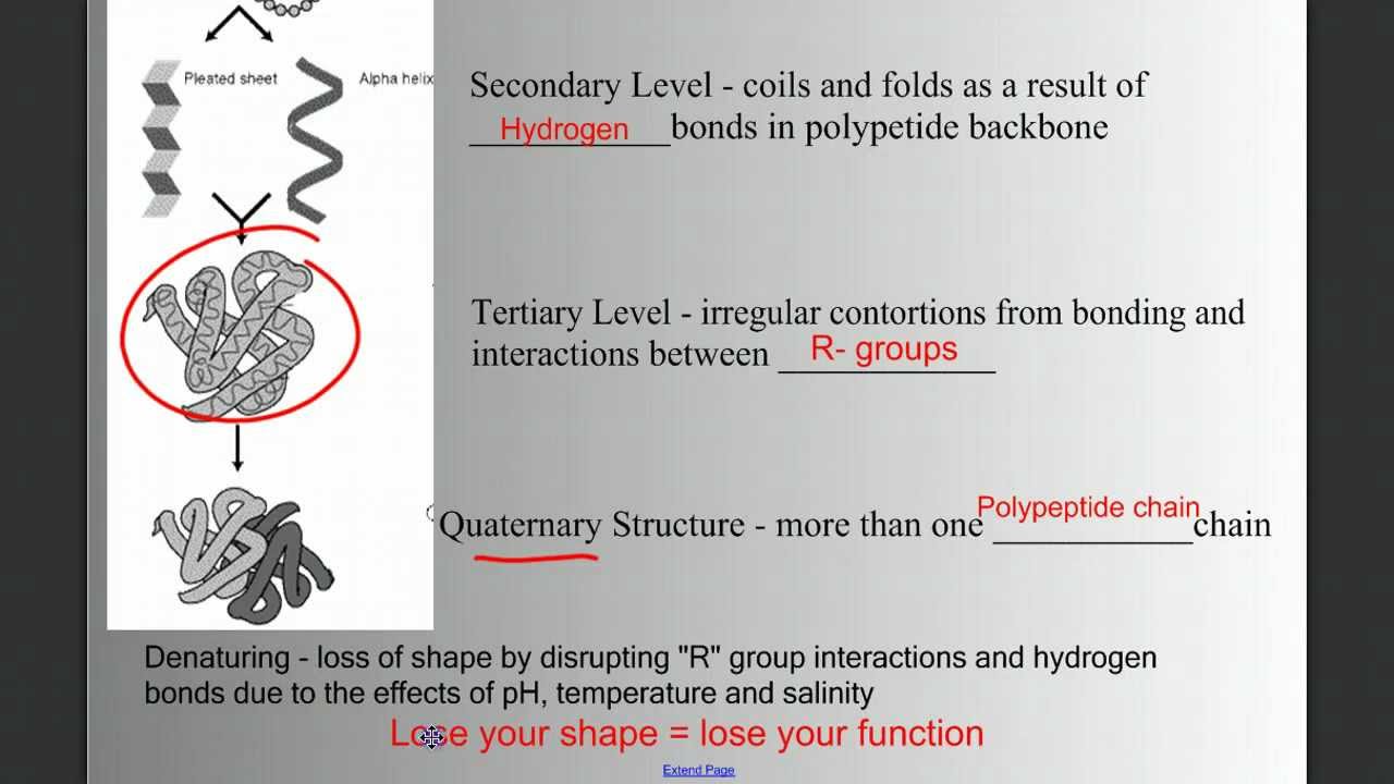 Biomolecules part 2 Nucleic Acids and Proteins YouTube