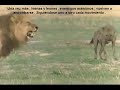 leones vs hienas
